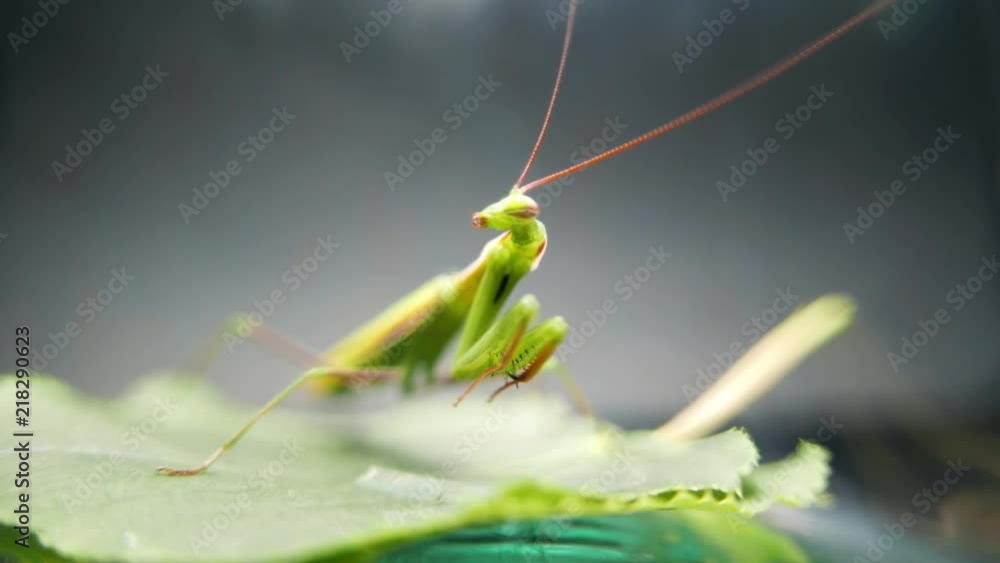 Insect predator. Mantis religiosa in an attack pose, hunts the victim an insect Insect predator. Mantis religiosa in an attack pose, hunts the victim an insect