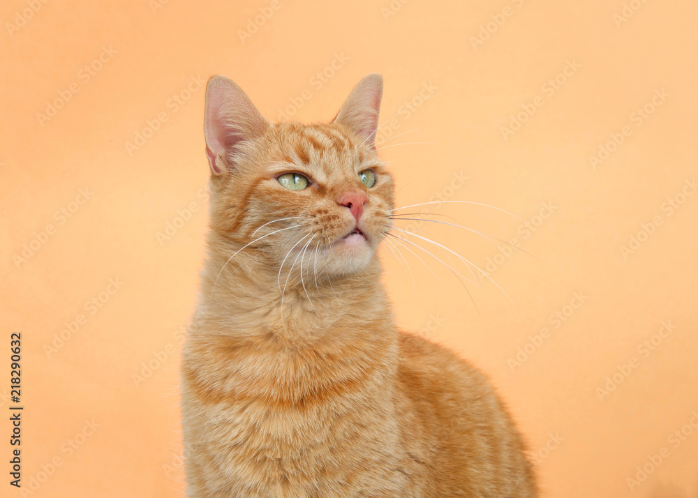 Portrait of one orange tabby ginger cat on an orange background. Looking up to viewers right with copy space.