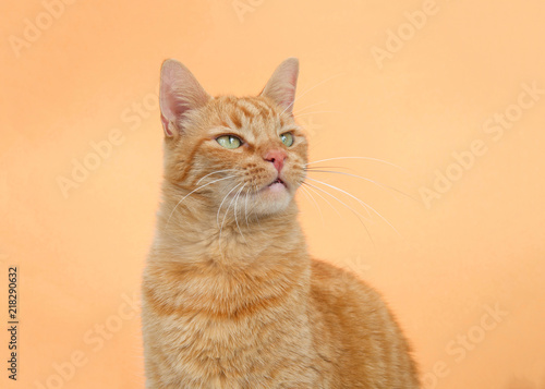 Portrait of one orange tabby ginger cat on an orange background. Looking up to viewers right with copy space.