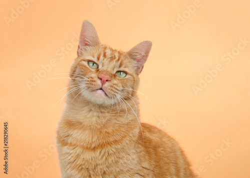 Obraz na plátně Portrait of one orange tabby ginger cat on an orange background