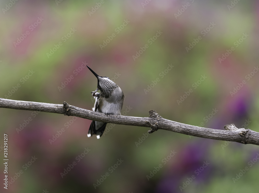 Naklejka premium Scratching His Ear