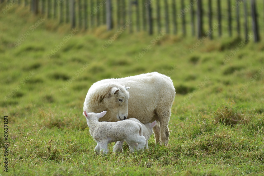 Obraz premium Mother sheep taking care of her two lambs on farmland with blurred wire fence on wooden posts in background.