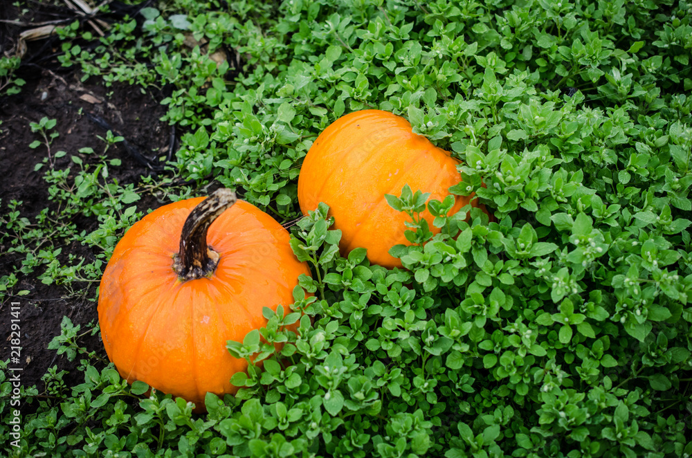 Obraz premium Pumpkins in a pumpkin patch. Celebrate Autumn, Fall Celebrations of Halloween, Thanksgiving or Autumn Harvest with decorative pumpkins. Vivid bright orange autumn vegetable.