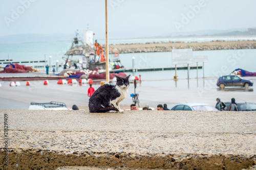 Cat on saaidia harbor photo