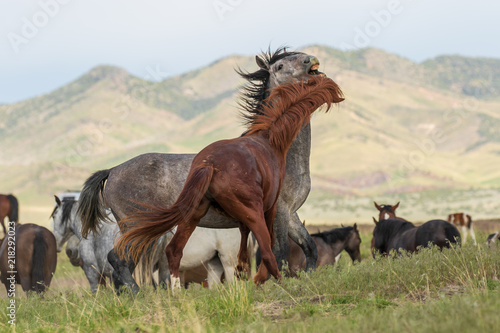Wild horse Stallions Fighting