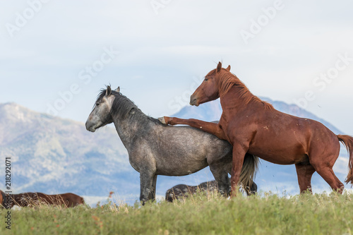 Wild horse Stallions Fighting © natureguy