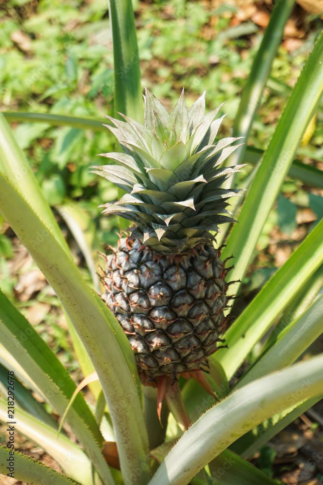 Pineapple tropical friut growing in garden Pineapple tropical friut growing in garden