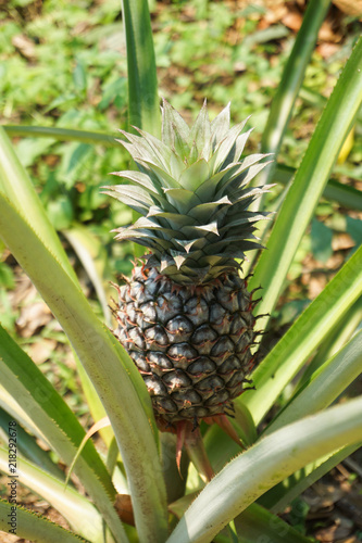 Pineapple tropical friut growing in garden