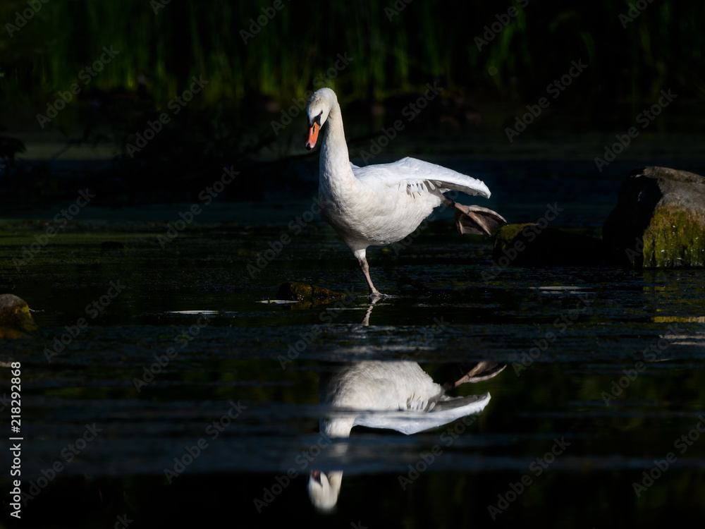 Fototapeta premium Mute Swan with Reflection Stretching