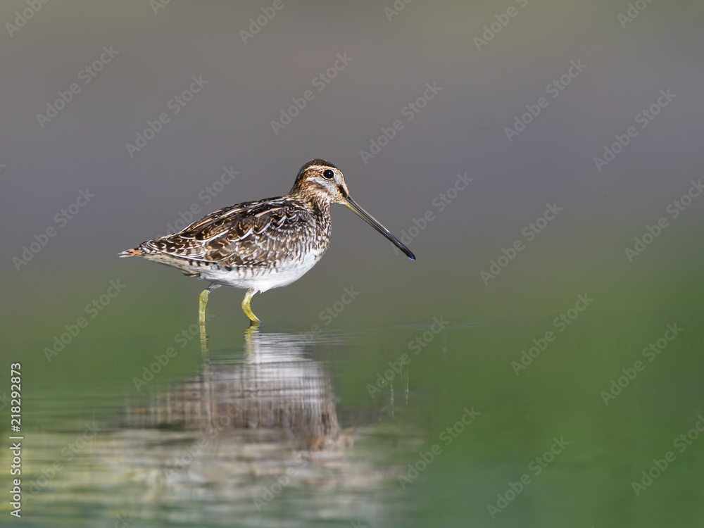 Wilson's Snipe Portrait in Summer Wilson's Snipe Portrait in Summer