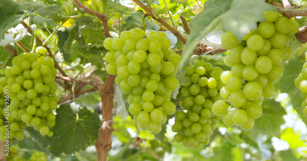 Fresh green grape garden Fresh green grape garden