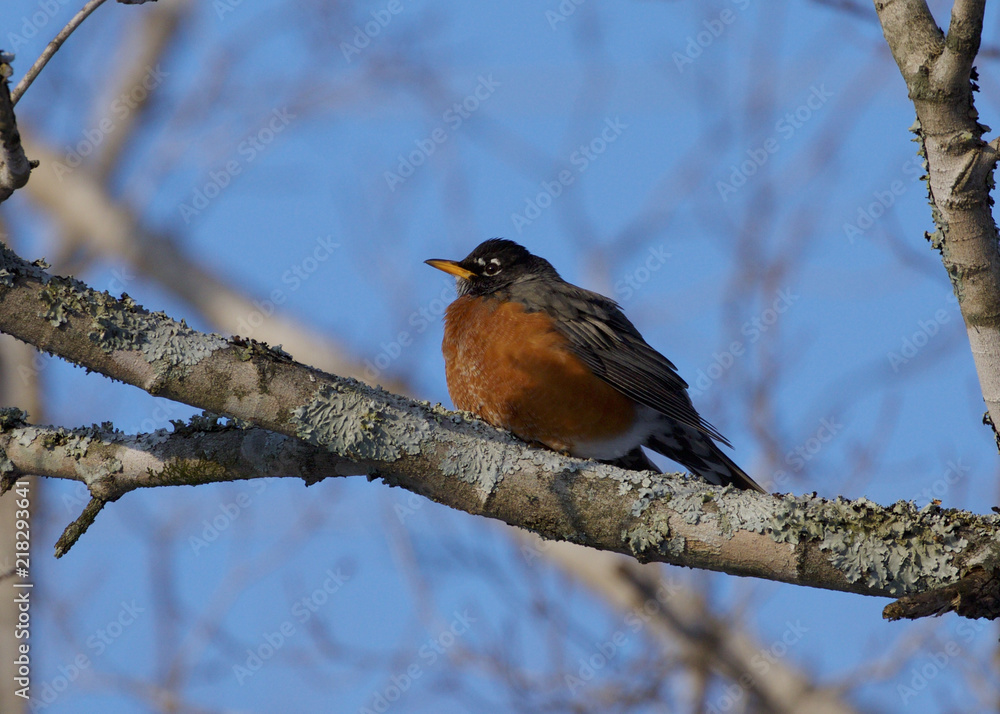 Robin Perched in a Tree Robin Perched in a Tree