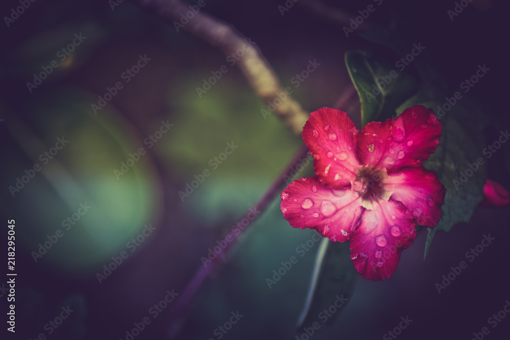 Beautiful Water drops on Azalea flower after rain. Beautiful Water drops on Azalea flower after rain.