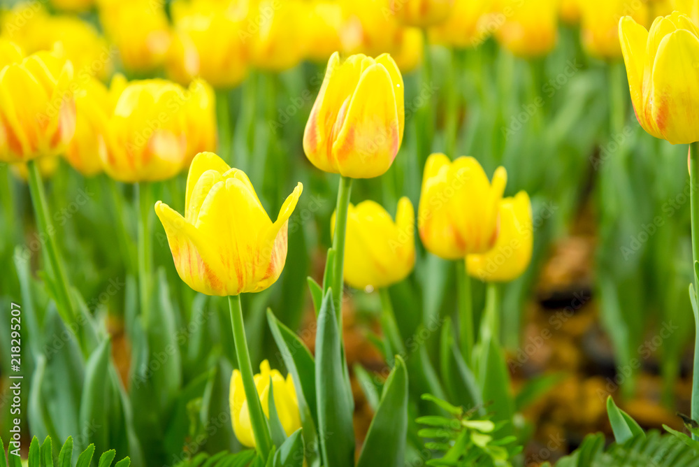 Obraz premium Colorful yellow tulips and green leaves in flowers garden with blur background.