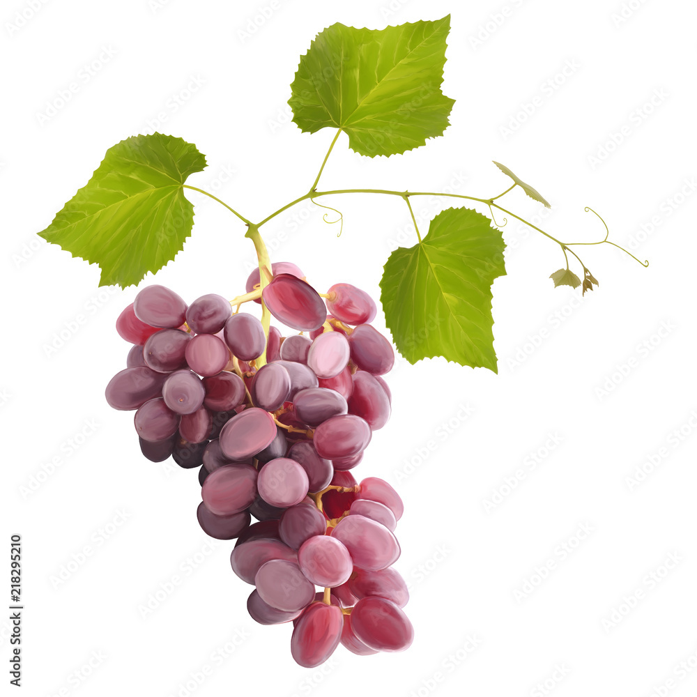 Fototapeta premium Ripe red grape fruits with leaves