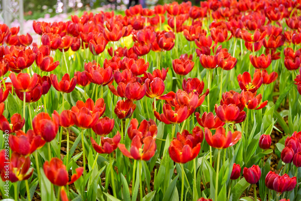 Colorful red tulips and green leaves in flowers garden with blur  background.