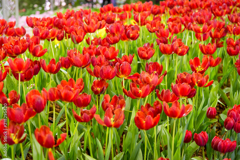 Colorful red tulips and green leaves in flowers garden with blur background. Colorful red tulips and green leaves in flowers garden with blur background.