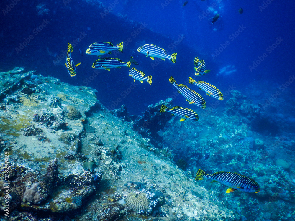 Indonesia Bali Island Tulamben Underwater Indonesia Bali Island Tulamben Underwater