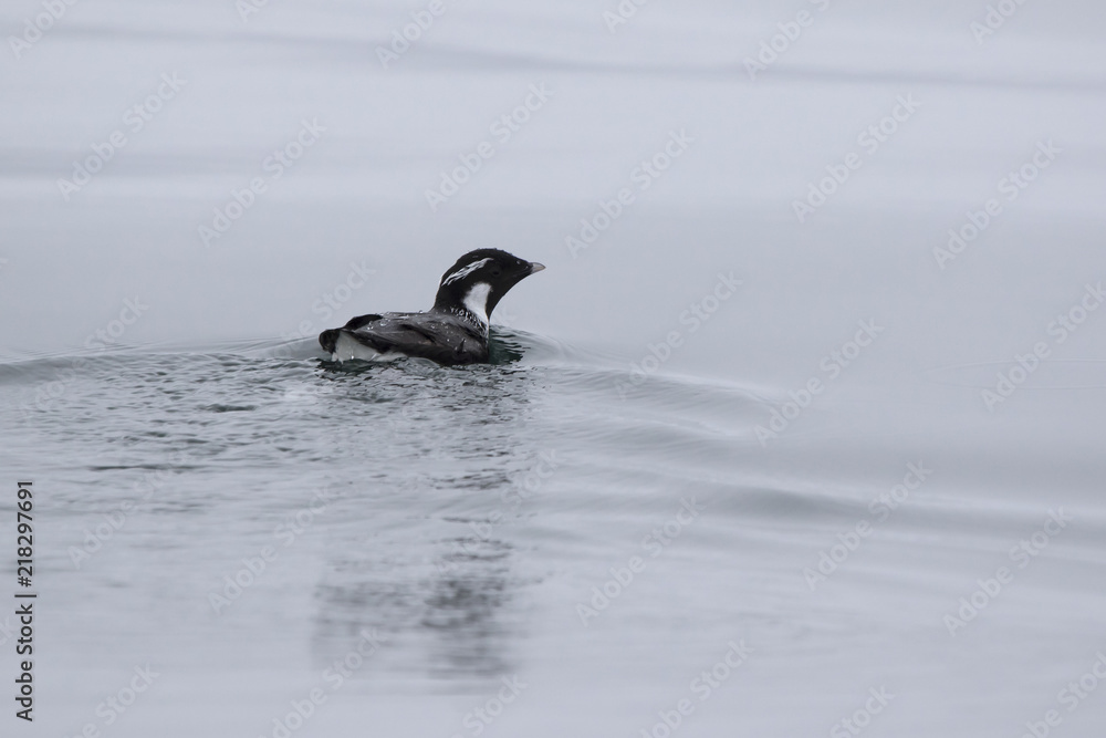 Fototapeta premium ancient murrelet who swims on the water overcast summer day