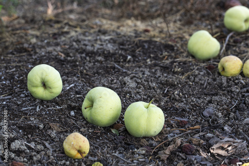 apple lying on the ground