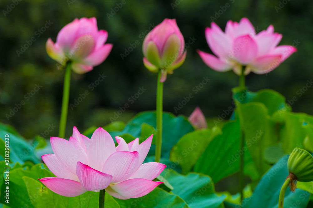 Lotus Flower.The back is the  lotus leaf and lotus flower and bud of the lotus and trees.Shooting location is Yokohama, Kanagawa Prefecture Japan.