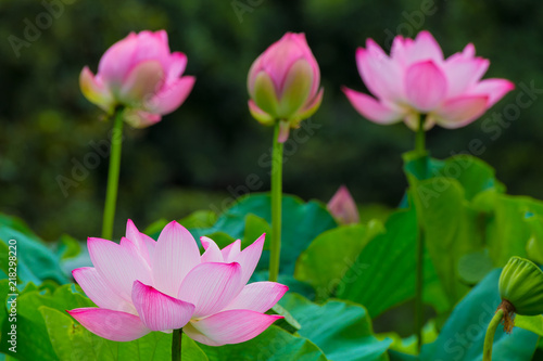 Lotus Flower.The back is the  lotus leaf and lotus flower and bud of the lotus and trees.Shooting location is Yokohama  Kanagawa Prefecture Japan.