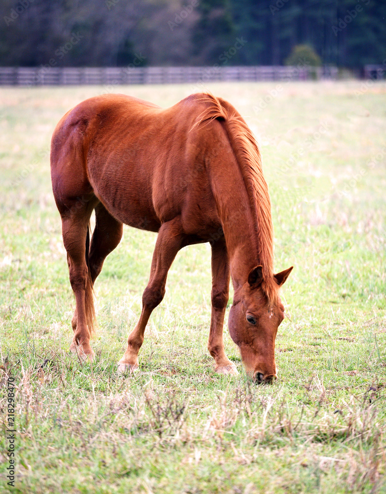 Fototapeta premium A reddish brown horse grazing.
