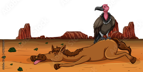 A vulture on dead horse