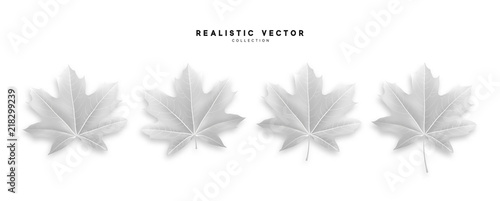 Set of autumn maple leaves, isolated on white background. Fall Foliage realistic design.