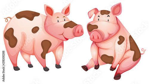 Dirty cute pigs white background