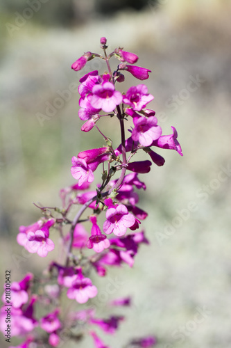 Parry's Penstemon