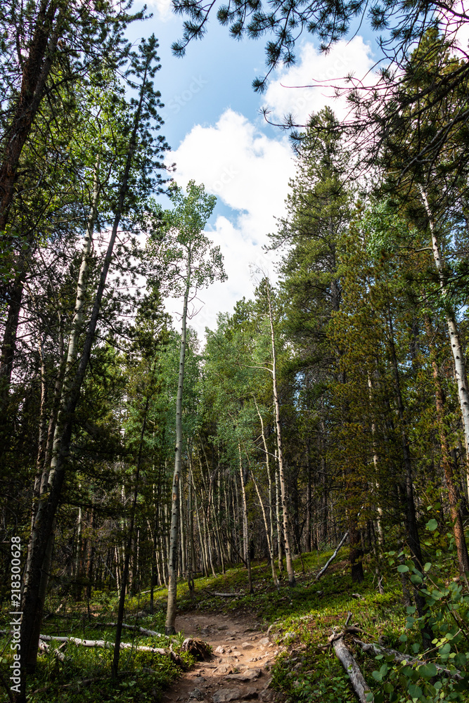 Fototapeta premium Trees and Sky Breckenridge Colorado