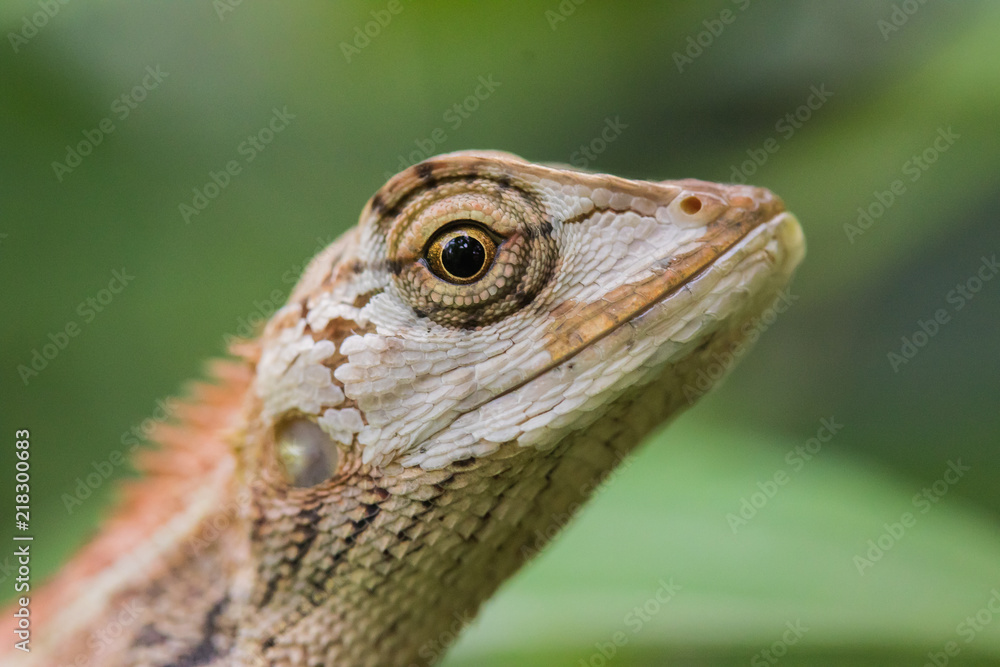 Obraz premium Lizzard in a Tree
