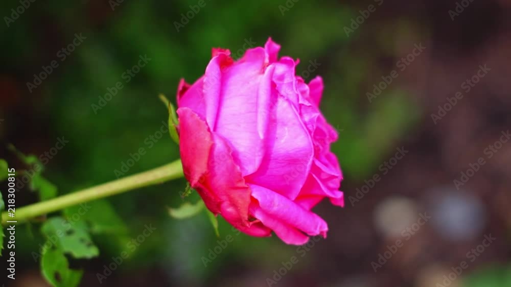 close up of beautiful flower in the middle of the woods. very peaceful and colorful shot close up of beautiful flower in the middle of the woods. very peaceful and colorful shot