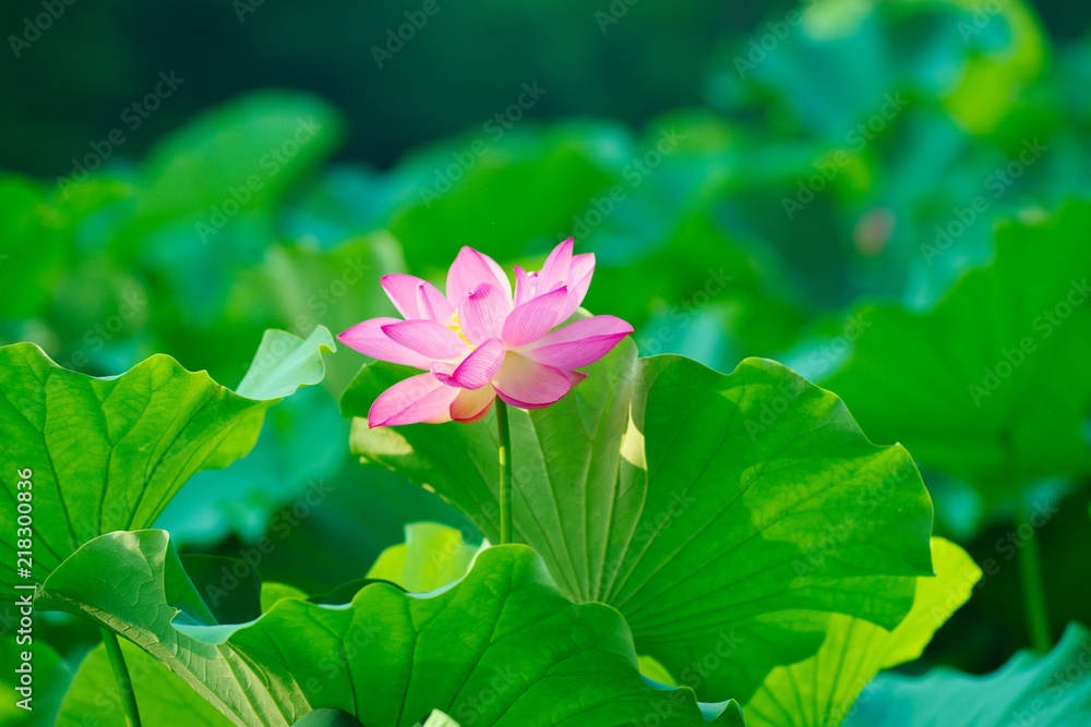 Ancient Lotus blooms in the morning
Ancient Lotus blooms in the morning