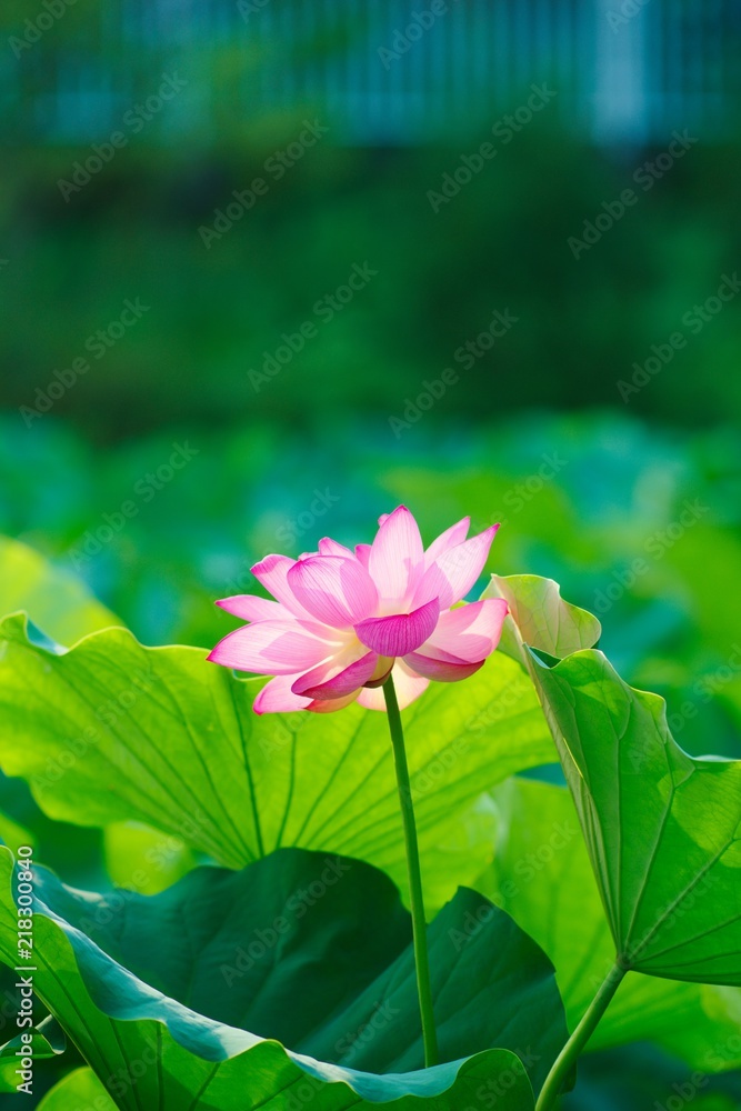 Ancient Lotus blooms in the morning
Ancient Lotus blooms in the morning
