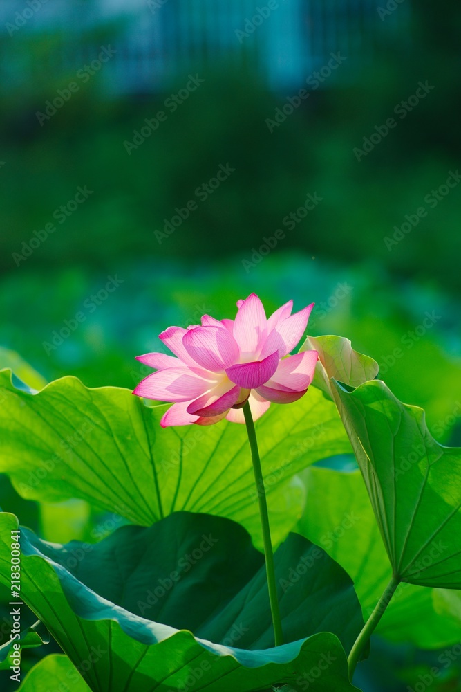 Obraz premium Ancient Lotus blooms in the morning 
