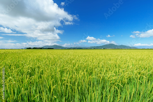 【新潟県新潟市】越後平野の水田	