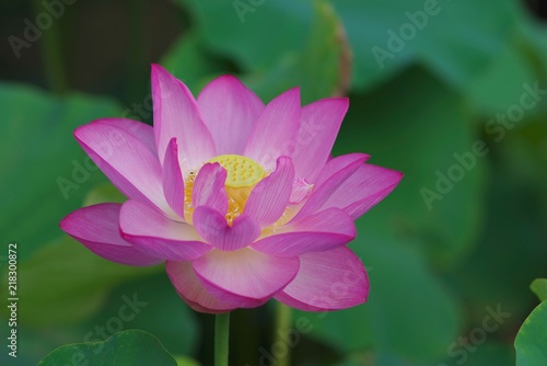 Ancient Lotus blooms in the morning  