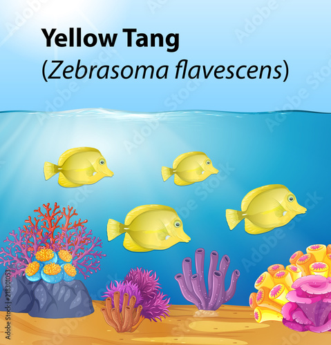 Yellow tang under deep ocean