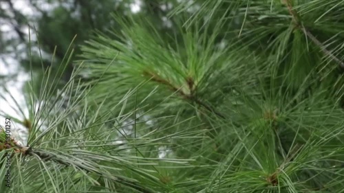 pine leaves moving with wind photo