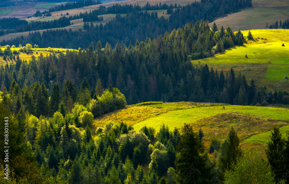 Fotografie agricultural fields on a forested hills