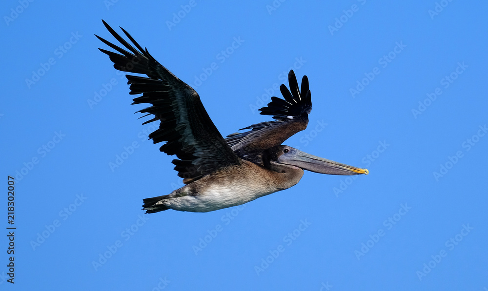 Obraz premium Pelican