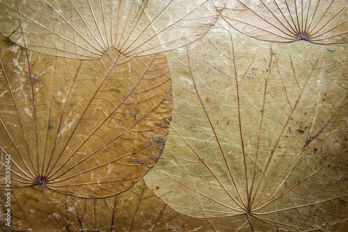 Dried leaf texture for paper or background.