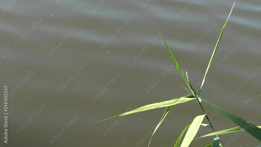Grass and reeds in the background. Gentle waves on the lake.