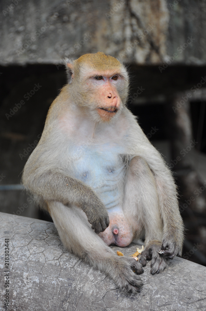 Macaque monkey in Thailand