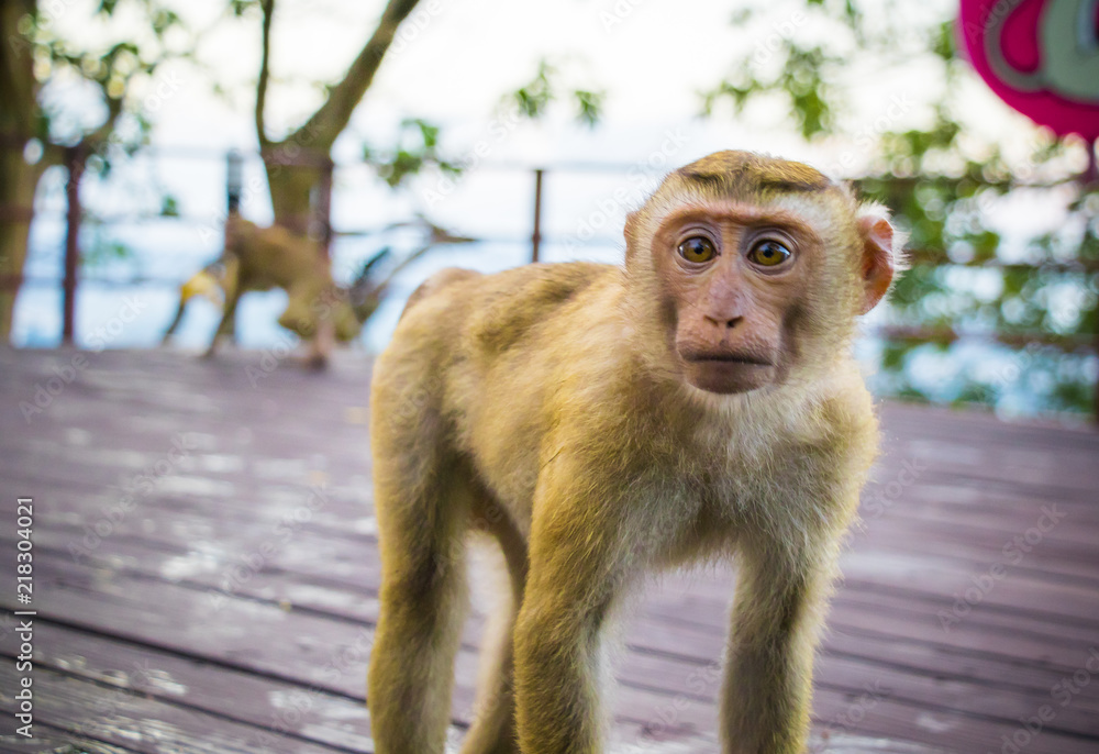 Obraz premium Meet the Monkeys of Monkey Hill