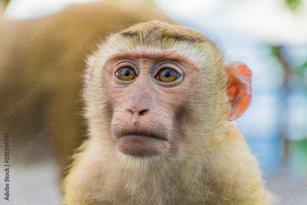 Obraz premium Meet the Monkeys of Monkey Hill