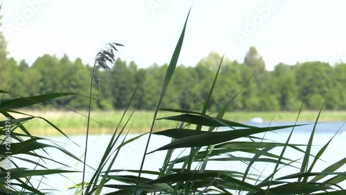 Grass and reeds in the background. Gentle waves on the lake. photo