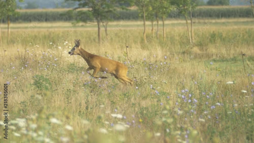 European Roe Deer running and jumping on an open field full of flowers - 180fps slow motion European Roe Deer running and jumping on an open field full of flowers - 180fps slow motion